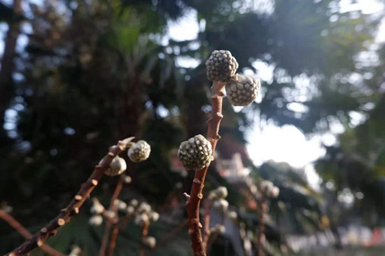 雨水降，萬物蘇(圖4)
